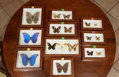 Collezione di Farfalle