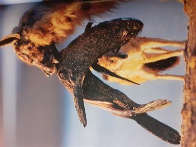 NATIONAL GEOGRAPHIC in italiano