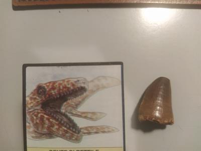 Dente di Dinosauro